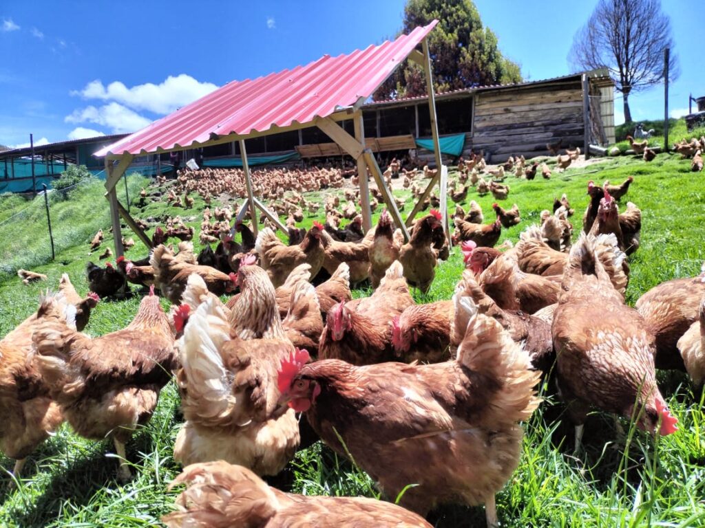 Gallinas-en-Pastoreo-Ecogranja-Gentil.