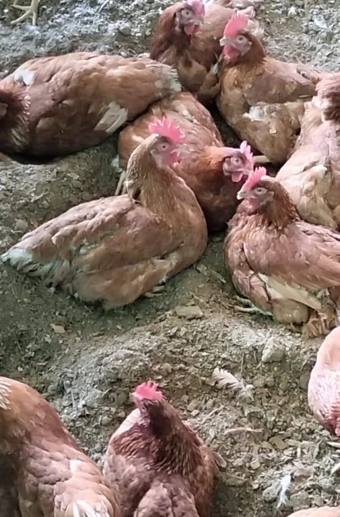 gallinas con baños de arena