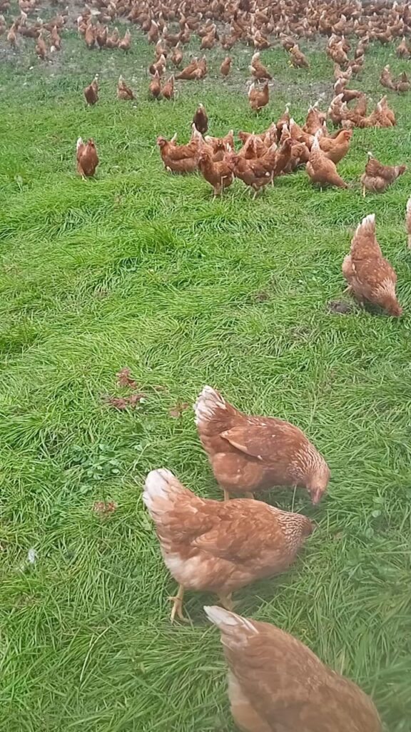 gallinas en pastoreo picoteando